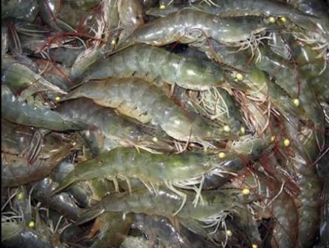 shrimp harvest