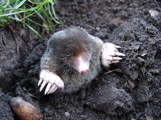 A different kind of mole